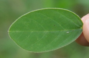  ( - BioBot05271)  @11 [ ] Copyright (2010) Unspecified Unspecified