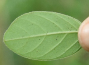  ( - BioBot05271)  @11 [ ] Copyright (2010) Unspecified Unspecified