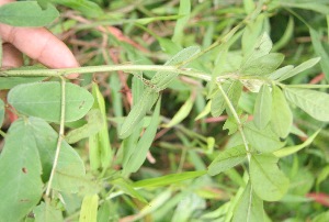  ( - BioBot05272)  @11 [ ] Copyright (2010) Unspecified Unspecified