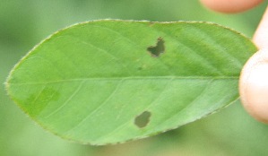  ( - BioBot05272)  @11 [ ] Copyright (2010) Unspecified Unspecified