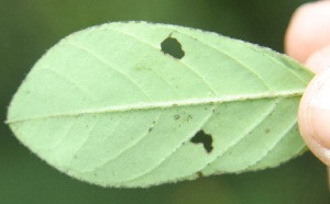  ( - BioBot05272)  @11 [ ] Copyright (2010) Unspecified Unspecified