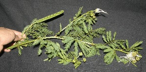  ( - BioBot10105)  @11 [ ] Copyright (2010) Unspecified Unspecified