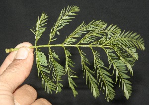  ( - BioBot10105)  @11 [ ] Copyright (2010) Unspecified Unspecified