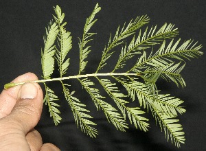  ( - BioBot10105)  @11 [ ] Copyright (2010) Unspecified Unspecified