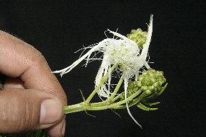  ( - BioBot10105)  @11 [ ] Copyright (2010) Unspecified Unspecified