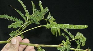  ( - BioBot10105)  @11 [ ] Copyright (2010) Unspecified Unspecified