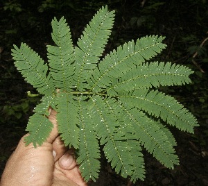  ( - BioBot10127)  @11 [ ] Copyright (2010) Unspecified Unspecified