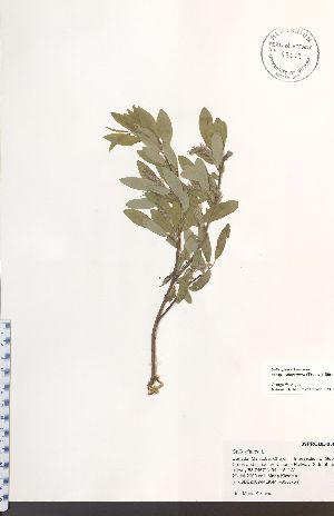  (Salix glauca - 09PROBE-05622)  @11 [ ] No Rights Reserved (nrr) (2016) Unspecified University of Guelph