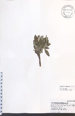  (Salix pellita - 09PROBE-05631)  @11 [ ] No Rights Reserved (nrr) (2016) Unspecified University of Guelph