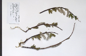  ( - 09PROBE-05005)  @11 [ ] Copyright (2010) Unspecified Unspecified