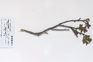  (Salix brachycarpa - 09PROBE-05234)  @11 [ ] Copyright (2010) Unspecified Unspecified