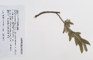  (Salix brachycarpa - 09PROBE-05235)  @11 [ ] Copyright (2010) Unspecified Unspecified