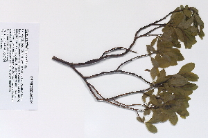  (Salix myrtillifolia - 09PROBE-05241)  @11 [ ] Copyright (2010) Unspecified Unspecified