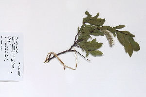  (Salix planifolia - 09PROBE-05504)  @11 [ ] Copyright (2010) Unspecified Unspecified