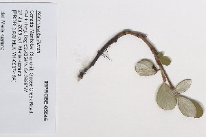  (Salix vestita - 09PROBE-05546)  @11 [ ] Copyright (2010) Unspecified Unspecified