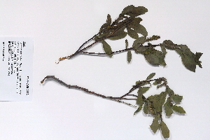  (Salix pseudomyrsinites - 09PROBE-05621)  @11 [ ] Copyright (2010) Unspecified Unspecified
