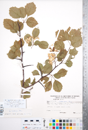 (Crataegus florifera - CCDB-18301-B07)  @11 [ ] No Rights Reserved (2014) Deb Metsger Royal Ontario Museum
