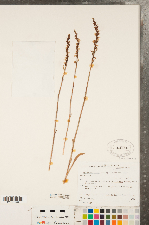  (Spiranthes casei var. casei - CCDB-23112-B12)  @11 [ ] No Rights Reserved (2014) Deb Metsger Royal Ontario Museum