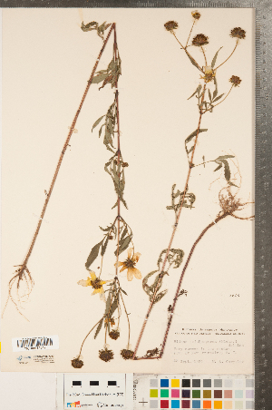  (Bidens trichosperma - CCDB-22989-G03)  @11 [ ] No Rights Reserved (2014) Deb Metsger Royal Ontario Museum