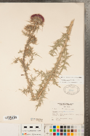  (Carduus nutans subsp. nutans - CCDB-22989-E03)  @11 [ ] No Rights Reserved (2014) Deb Metsger Royal Ontario Museum