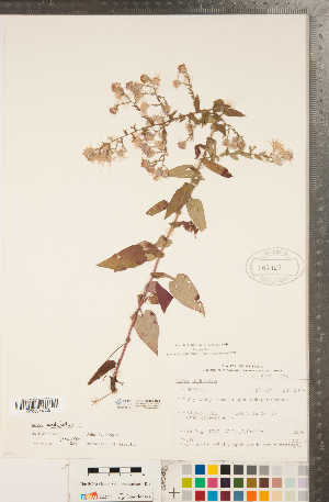  (Symphyotrichum undulatum - CCDB-22989-H06)  @11 [ ] Copyright (2015) Deb Metsger Royal Ontario Museum