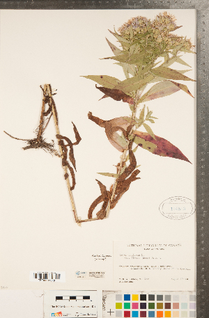  (Symphyotrichum firmum - CCDB-22989-F06)  @11 [ ] Copyright (2015) Deb Metsger Royal Ontario Museum