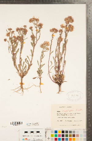  (Symphyotrichum campestre var. campestre - CCDB-22989-F07)  @11 [ ] Copyright (2015) Deb Metsger Royal Ontario Museum