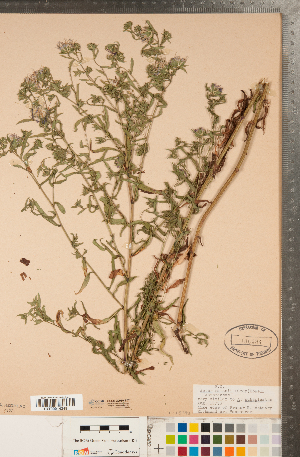  (Symphyotrichum eatonii - CCDB-22989-E07)  @11 [ ] Copyright (2015) Deb Metsger Royal Ontario Museum