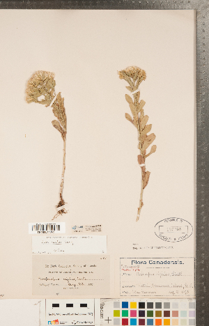  (Sericocarpus rigidus - CCDB-22989-B07)  @11 [ ] Copyright (2015) Deb Metsger Royal Ontario Museum
