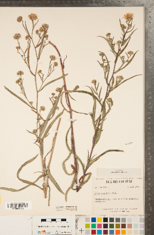  (Symphyotrichum anticostense - CCDB-22989-F08)  @11 [ ] Copyright (2015) Deb Metsger Royal Ontario Museum