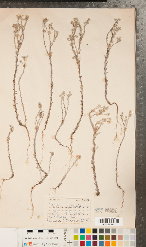  (Filago vulgaris - CCDB-24896-F02)  @11 [ ] Copyright (2015) Deb Metsger Royal Ontario Museum