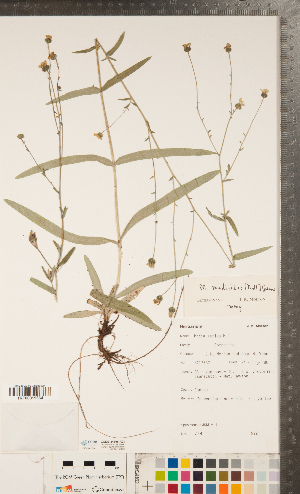  (Anisocarpus - CCDB-24896-A03)  @11 [ ] Copyright (2015) Deb Metsger Royal Ontario Museum