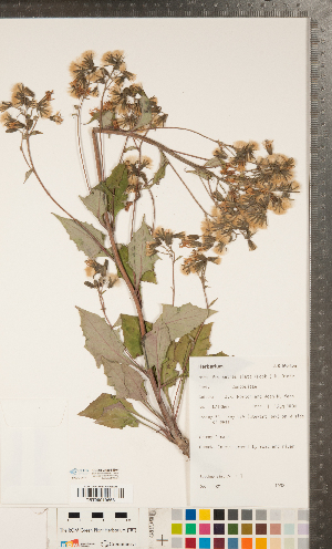  (Nabalus alatus - CCDB-24896-E04)  @11 [ ] Copyright (2015) Deb Metsger Royal Ontario Museum
