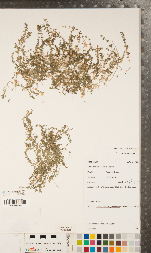  ( - CCDB-24896-E08)  @11 [ ] Copyright (2015) Deb Metsger Royal Ontario Museum