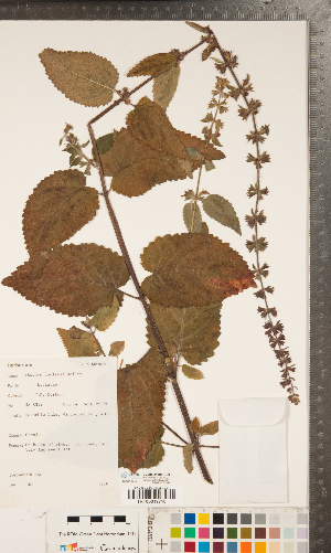  ( - CCDB-24896-C09)  @11 [ ] Copyright (2015) Deb Metsger Royal Ontario Museum