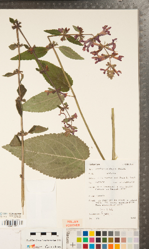  ( - CCDB-24896-B09)  @11 [ ] Copyright (2015) Deb Metsger Royal Ontario Museum