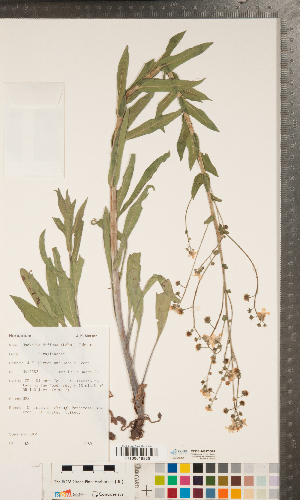  ( - CCDB-24897-D01)  @11 [ ] Copyright (2015) Deb Metsger Royal Ontario Museum