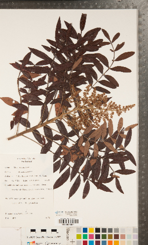  ( - CCDB-24897-F02)  @11 [ ] Copyright (2015) Deb Metsger Royal Ontario Museum