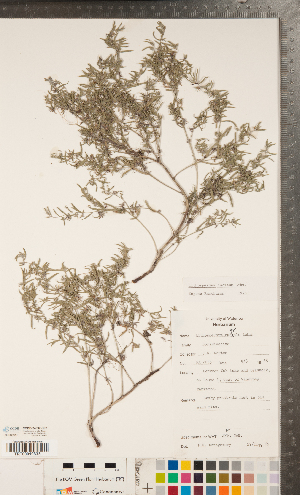  ( - CCDB-24897-D02)  @11 [ ] Copyright (2015) Deb Metsger Royal Ontario Museum