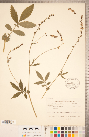  ( - CCDB-18317-G01)  @11 [ ] Copyright (2015) Deb Metsger Royal Ontario Museum