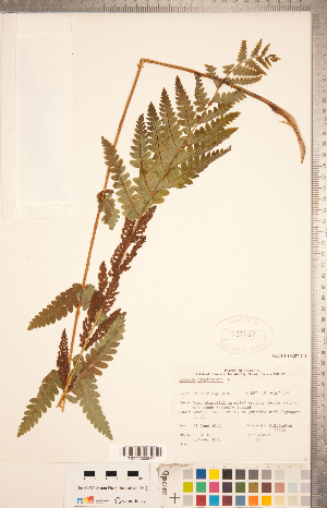  ( - CCDB-18287-G04)  @11 [ ] Copyright (2015) Deb Metsger Royal Ontario Museum