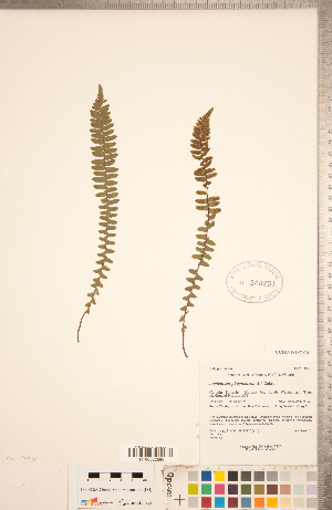  (Asplenium platyneuron - CCDB-18287-C08)  @11 [ ] Copyright (2015) Deb Metsger Royal Ontario Museum