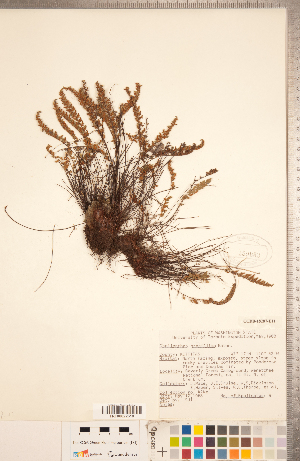  (Myriopteris gracillima - CCDB-18287-E11)  @11 [ ] Copyright (2015) Deb Metsger Royal Ontario Museum