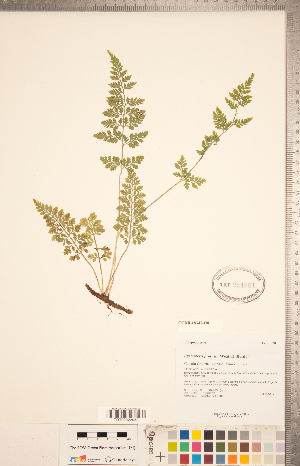  (Cystopteris protrusa - CCDB-18347-H08)  @11 [ ] Copyright (2015) Deb Metsger Royal Ontario Museum
