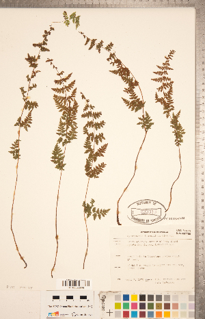  (Cystopteris laurentiana - CCDB-18347-F08)  @11 [ ] Copyright (2015) Deb Metsger Royal Ontario Museum