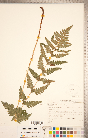  ( - CCDB-18347-B08)  @11 [ ] Copyright (2015) Deb Metsger Royal Ontario Museum