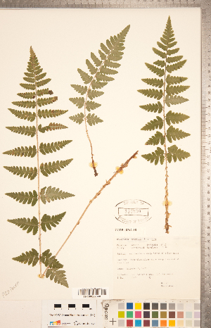  ( - CCDB-18347-A08)  @11 [ ] Copyright (2015) Deb Metsger Royal Ontario Museum