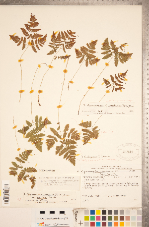  (Gymnocarpium jessoense - CCDB-18347-G11)  @11 [ ] Copyright (2015) Deb Metsger Royal Ontario Museum