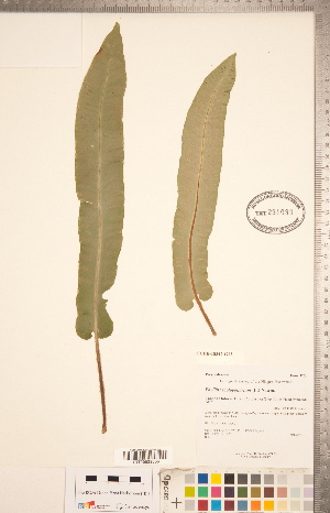  (Asplenium scolopendrium var. americanum - CCDB-18347-G12)  @11 [ ] Copyright (2015) Deb Metsger Royal Ontario Museum