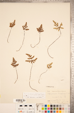  (Pentagramma - CCDB-18347-F12)  @11 [ ] Copyright (2015) Deb Metsger Royal Ontario Museum